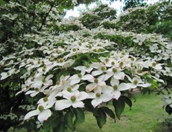  Kousa Dogwood, White Flowers
Garden Design
Calimesa, CA