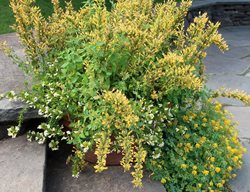 Kudos Yellow Agastache, Agastache Hybrid
Flickr
