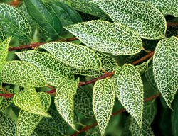 Kumson Korean Greenstem Forsythia, Forsythia Viridissima Koreana, Variegated Foliage
Spring Meadow Nursery
Grand Haven, MI