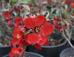 Kurokoji Quince, Chaenomoles Kurokoji, Red Flower
Flickr
