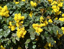 Kw: Mahonia, Flowering Shrub, Yellow Flower
Shutterstock.com
New York, NY