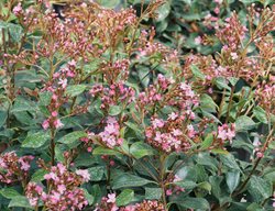 La Vida Grande Indian Hawthorn, Rhaphiolepis Indica, Indian Hawthorn
Proven Winners
Sycamore, IL