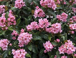 La Vida Mas Indian Hawthorn, Rhaphiolepis Indica, Pink Flowering Shrub
Proven Winners
Sycamore, IL