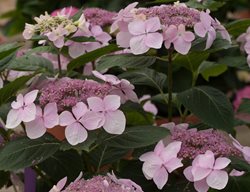 Lacecap Hydrangea, Let's Dance Diva Pink Hydrangea
Proven Winners
Sycamore, IL
