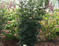 Laced Up Elderberry, Sambucus Nigra, Upright Shrub
Proven Winners
Sycamore, IL
