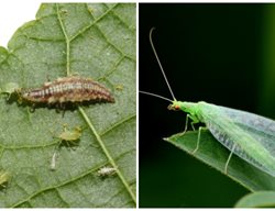 Lacewing Larvae And Adult
Shutterstock.com
New York, NY