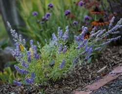 Lacey Blue Russsian Sage, Dwarf Russian Sage, Perovskia Atriplicifolia
Millette Photomedia
