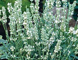 Lacy Frills Lavender, White Lavender
Burpee
Warminster, PA