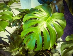 Lacy Tree Philodendron, Divided Leaf, Houseplant
Shutterstock.com
New York, NY