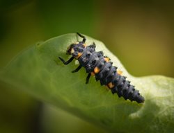 Lady Beetle Larva, Ladybug Larva
Shutterstock.com
New York, NY