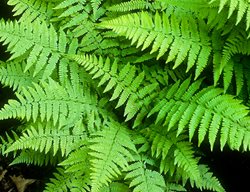 Lady Fern, Athyrium Filix-Femina
Garden Design
Calimesa, CA