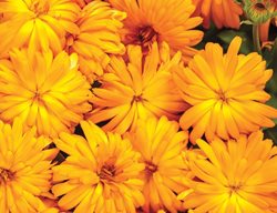 Lady Godiva
Garden Design
Calimesa, CA