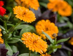 Lady Godiva Orange Calendula, English Marigold, Calendula Hybrid
Proven Winners
Sycamore, IL