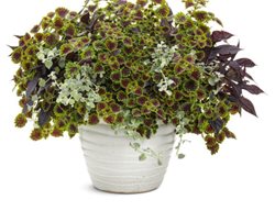 Lady Luck Upright Container
Garden Design
Calimesa, CA