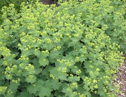Lady’s Mantle, Alcemilla Mollis, Deer Proof
Ball Horticultural Company
Chicago, IL