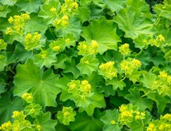 Lady's Mantle, Alchemilla Mollis
Shutterstock.com
New York, NY