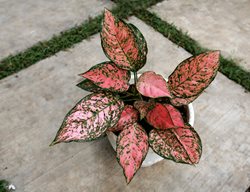 Lady Valentine Aglaonema
Shutterstock.com
New York, NY