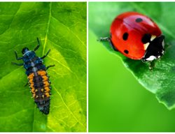 Ladybug Larvae And Adult
Shutterstock.com
New York, NY