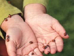 Ladybugs, Growing Methods, Sweet Pea Gardens
Garden Design
Calimesa, CA