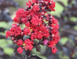 Lagerstroemia Ebony Flame, Flowering Tree, Red Flowers
Millette Photomedia
