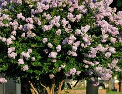 Lagerstroemia Indica, Crape Myrtle, Flowering Tree
Alamy Stock Photo
Brooklyn, NY