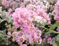Lagerstroemia Indica Delta Blush, Flowering Tree, Crape Myrtle, Pink Flower
Alamy Stock Photo
Brooklyn, NY