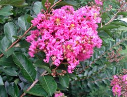 Lagerstroemia Indica Hopi, Flowering Tree, Crape Myrtle
Alamy Stock Photo
Brooklyn, NY