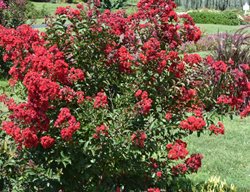 Lagerstroemia Indica Red Rocket, Crape Myrtle, Red Flower, Shrub
Millette Photomedia
