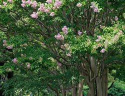 Lagerstroemia Indica X Fauriei Muskogee, Flowering Tree, Crape Myrtle
Alamy Stock Photo
Brooklyn, NY