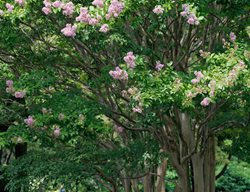Lagerstroemia Indica X Fauriei Muskogee, Flowering Tree, Crape Myrtle
Alamy Stock Photo
Brooklyn, NY