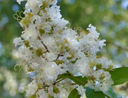 Lagerstroemia Indica X Fauriei Natchez, White Flower, Crape Myrtle
Shutterstock.com
New York, NY
