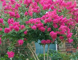 Lagerstroemia Indica X Fauriei Tonto, Flowering Tree, Crape Myrtle, Pink Flower
Alamy Stock Photo
Brooklyn, NY