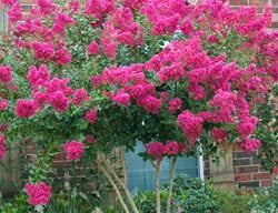 Lagerstroemia Indica X Fauriei Tonto, Flowering Tree, Crape Myrtle, Pink Flower
Alamy Stock Photo
Brooklyn, NY