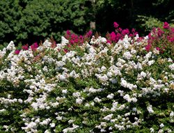 Lagerstroemia Indica Zuni, Flowering Shrub, Crape Myrtle, White Flower
Alamy Stock Photo
Brooklyn, NY