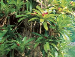 Lagerstroemia Speciosa Bromeliads
Garden Design
Calimesa, CA