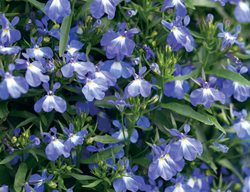 Laguna Compact, Blue Eye, Lobelia, Shade Annual
Proven Winners
Sycamore, IL