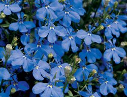 Laguna Dark Blue Lobelia, Lobelia Erinus, Blue Flower
Proven Winners
Sycamore, IL