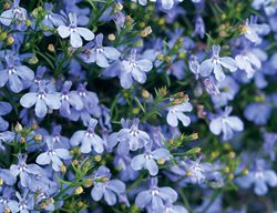 Laguna Sky Blue Lobelila, Lobelia Erinus, Light Blue Flower
Proven Winners
Sycamore, IL
