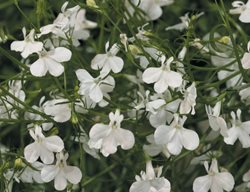 Laguna White Lobelia, Lobelia Erinus, White Flower
Proven Winners
Sycamore, IL