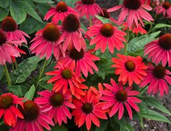 Lakota Fire Coneflower, Red Coneflower, Red Echinacea
Proven Winners
Sycamore, IL