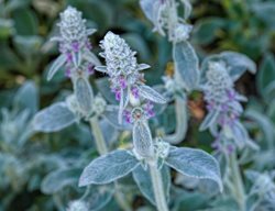 Lamb's Ear Flowers, Stachys Byzantina Flowers
Shutterstock.com
New York, NY