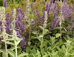 Lamb's Ear In Bloom, Stachys Byzantina In Bloom
Shutterstock.com
New York, NY