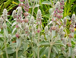 Lamb's Ear Plant, Stachys Byzantina
Garden Design
Calimesa, CA
