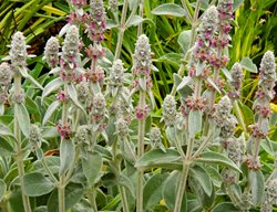 Lamb's Ears Plant, Stachys Byzantina
Garden Design
Calimesa, CA
