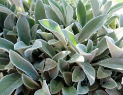 Lamb's Ears Plant, Stachys Byzantine, Fuzzy Leaves
Shutterstock.com
New York, NY