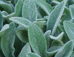 Lambs Ear Plant, Fuzzy Foliage
Shutterstock.com
New York, NY