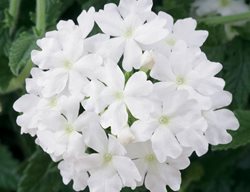 Lanai Blush White Verbena, White Flower, Groundcover 
Proven Winners
Sycamore, IL