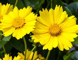 Lanceleaf Coreopsis, Coreopsis Lanceolata, Tickseed
Shutterstock.com
New York, NY