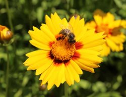 Lanceleaf Coreopsis, Coreopsis Lanceolate, Bee
Shutterstock.com
New York, NY