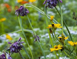 Lanceleaf Coreopsis, Nodding Onion
Larry Weaner Landscape Associates
Glenside, PA